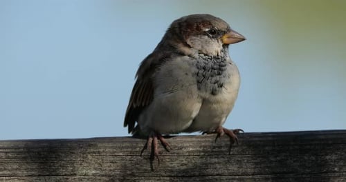House sparrow perched on a piece of wood, France