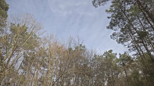 Epic Forest, trees, branches, leaves, roots, sun, clouds.