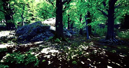 Lush Green Forest with Sunlight Filtering Through Trees Creating Shadows