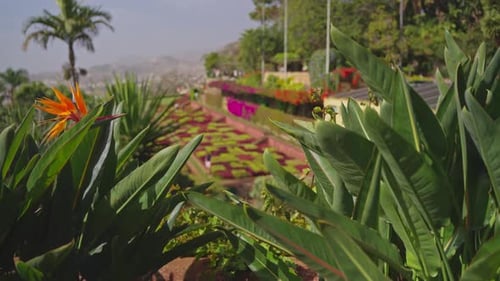 Botanical Garden of Funchal Madeira Camera Moves Between Colorful Flowers in Botanical Garden 2024