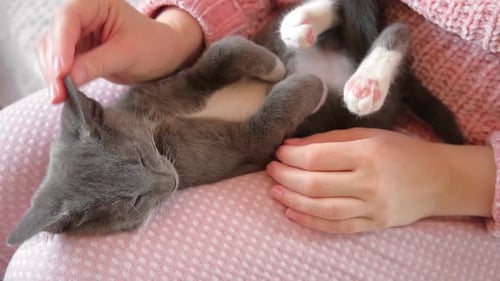 Mädchen in rosafarbenen Hosen streichelt eine kleine graue Katze, die auf ihrem Schoß liegt Junge Frau im Pulli sitzt