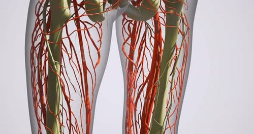 3D Human Leg Anatomy With Arteries And Lymphatic System Zoom