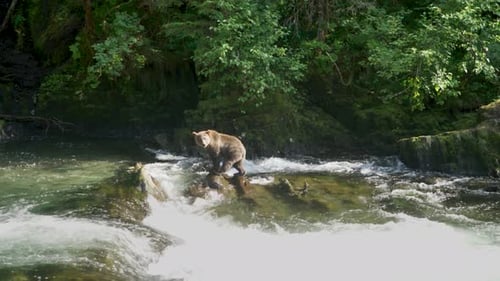 A bear is looking for fish in the river. Then climb onto the rocks in the water.
