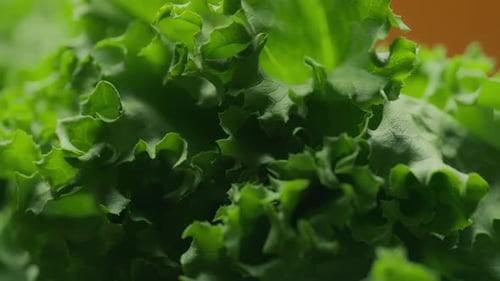 Green lettuce leaves. Nutrition and healthy diet concept. Slow motion
