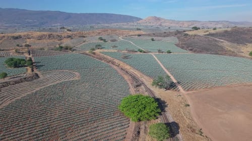 Stadt Agave Fields