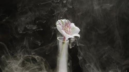 White Flower on Black Background in Smoke Smoking Fog Vapour Texture Closeup