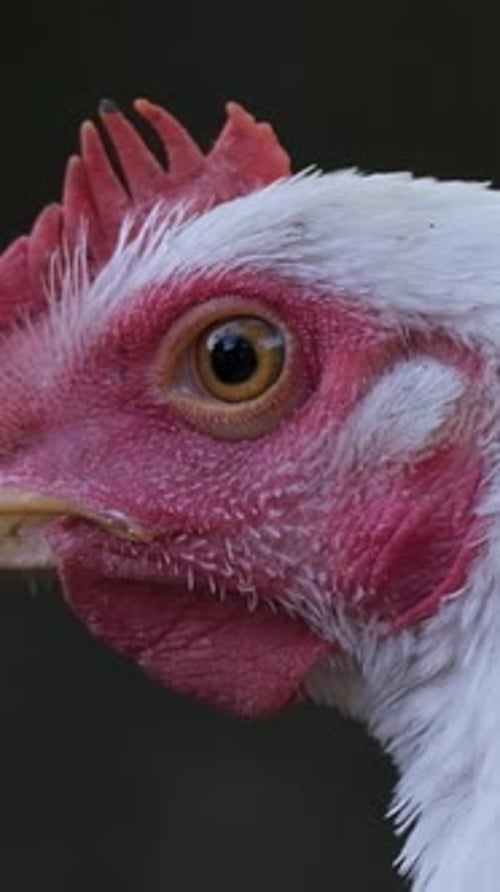 Chicken Head Closeup Chickens on a Farm in the Countryside Vertical Video