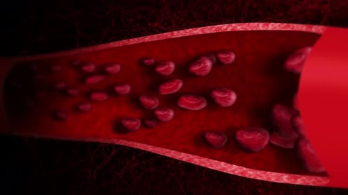 Red Blood Cells