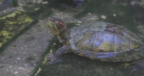 Primer plano de una tortuga corredera de orejas rojas nadando en aguas oscuras cubiertas de algas