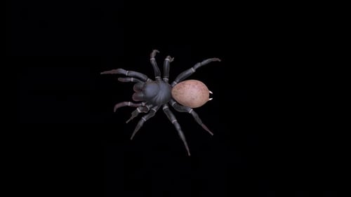 Spider Top View Walk Loop