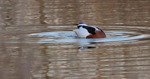 Schwimmende Brandgans (Tadorna tadorna). Die Camargue, Südfrankreich