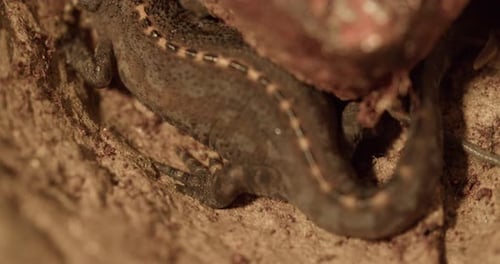 Close up shot of the back of a newt in hibernation