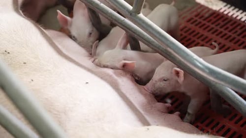 Des petits porcelets sucent le sein de leur mère