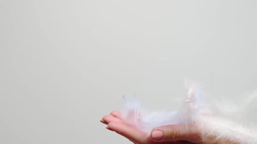 Colorful Feather Composition