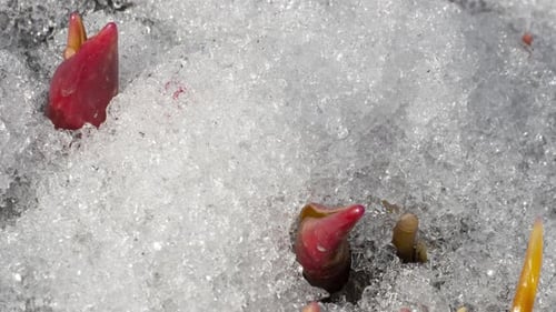 Plant Sprouts Emerging Through Melting Ice and Snow