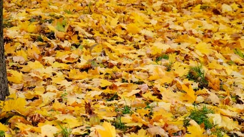 Trees in Autumn Park Selective Focus