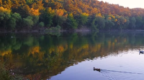 Beautiful lake and forest with swimming ducks
