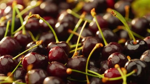 Background Video of Freshly Picked Organic Cherries