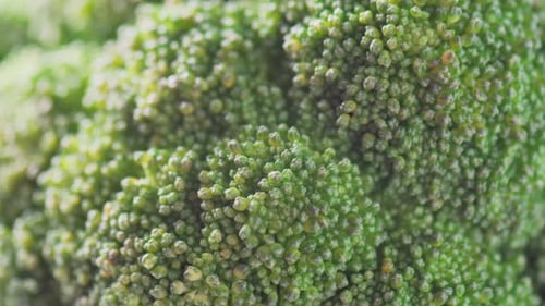Macro footage of fresh broccoli. Close-up view of green cabbage