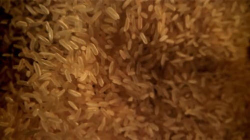 Golden Rice Rises and Falls wurde mit einer Hochgeschwindigkeitskamera mit 1000 Bildern pro Sekunde gefilmt
