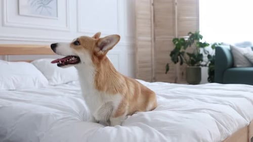 Pet friendly hotel. Cute dog sitting on bed indoors, camera moving forward