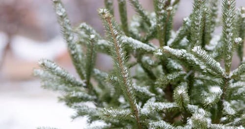 Closeup Snowcovered Spruce Branch with Little Green Needles