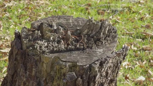 Close Up Chopped Old Trunk Surrounded By Grass And Dried Leaves In The Sun