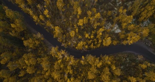 Bird's eye view over dark narrow Alpine loop road among yellow fall forest