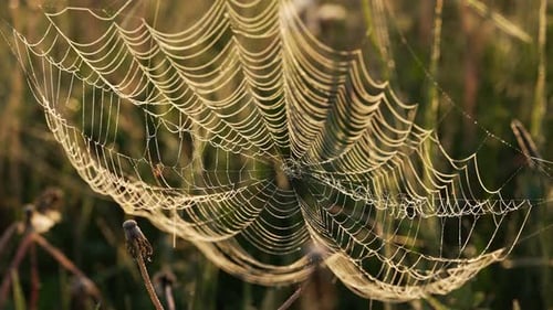 La rosée matinale scintillante sur une toile d'araignée capture les chauds rayons dorés du soleil levant