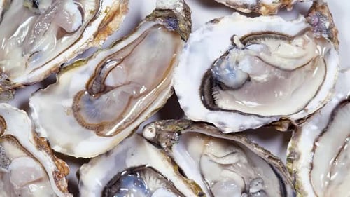 Öffnen Sie l'Authentique Oysters Rotating Background. Frische Austern Nahaufnahme von oben. Gesunde Meeresfrüchte