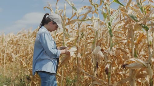 White Female Agricultural Worker Examining Corn Plants in Arable Land