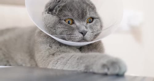 Gray Cat Wearing Protective Cone