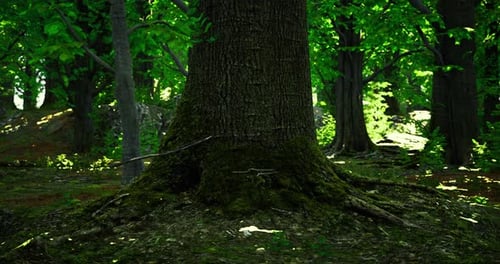 Mysterious Tree Stands in Vibrant Forest Under Gentle Sunlight