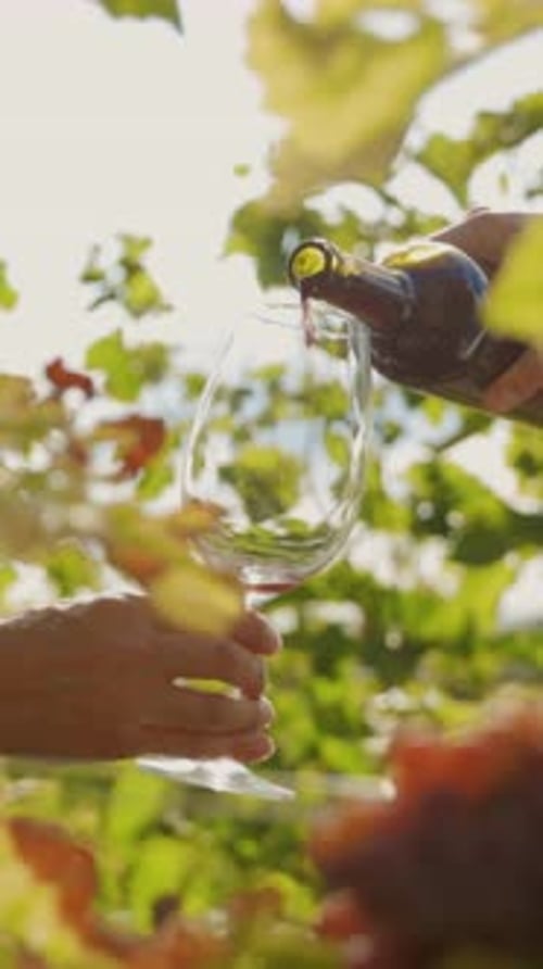 Charming Vineyard Experience Enjoying a Glass of Wine in Hand Amidst Idyllic Scenery