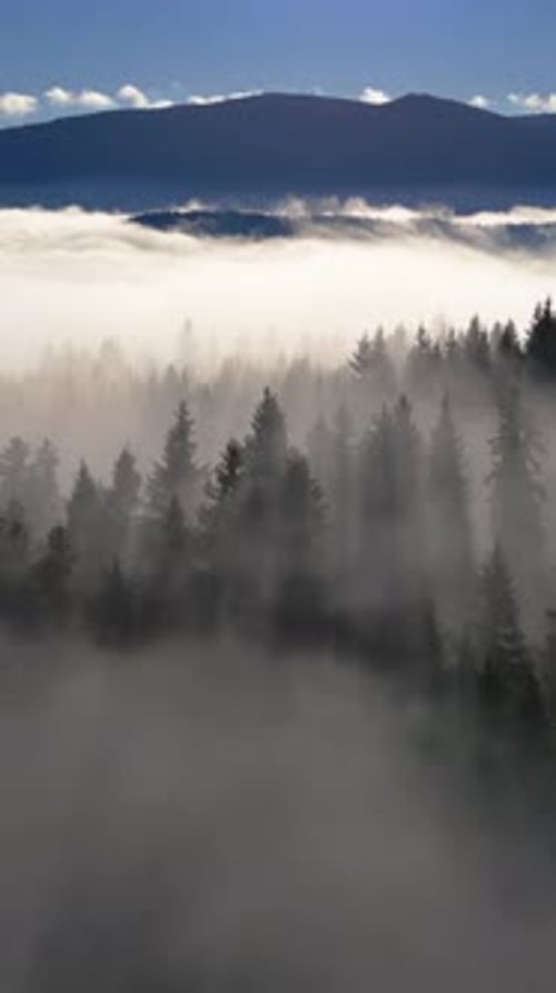 Foggy Forest at Sunrise, Misty Nature Landscape, Aerial Vertical View