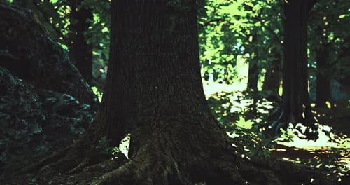 Sunlight Filters Through Dense Foliage in a Serene Forest