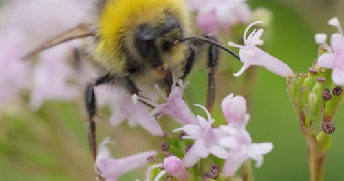 Bee Foraging on a Wildflower in a Garden
