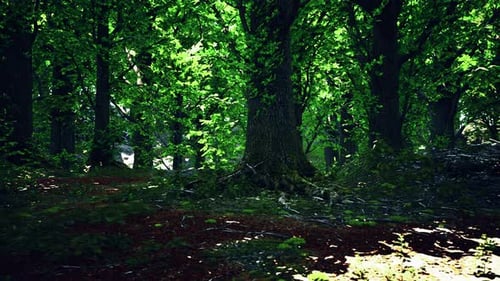 Trunk and Stone Covered with a Green Moss