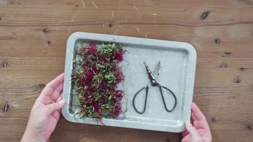Coloque los microvegetales de rábano recién cosechados en una bandeja de metal