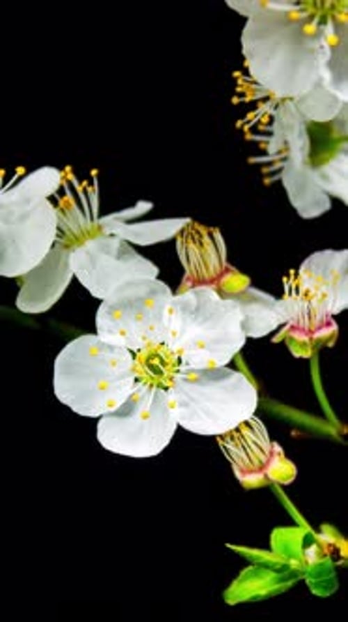 Tir vertical de fleurs en fleurs