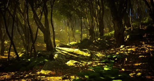 Sunlight Filters Through Trees in a Serene Forest Landscape