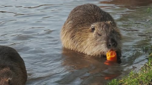 Nutria Animal Eating Karotte
