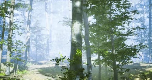 Misty Morning in a Tranquil Forest with Sunlight Filtering Through Trees