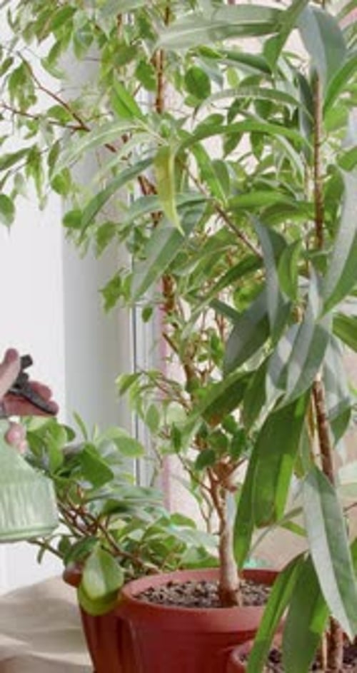 Plan rapproché de la pulvérisation d'eau sur les feuilles des plantes d'intérieur