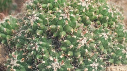 Close Up View of Green Desert Cactus