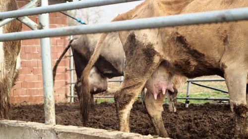 Vídeo de stock de Dairy Cows Pee