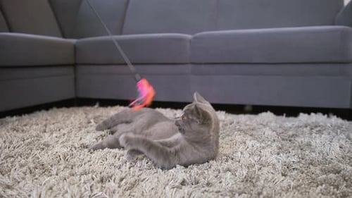 Gray Cat Playing with a Colorful Feather Toy