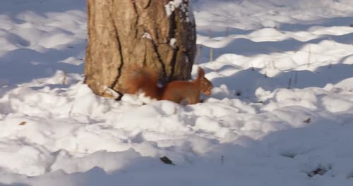 A forest squirrel picks up nuts from a tree stump covered in snow in winter.