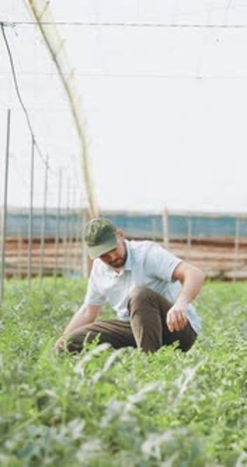 Adult tending plants in greenhouse on farm