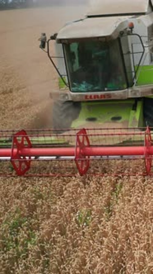 Agricultural big combine gathering yellow plants. Machinery harvesting on the field. Vertical video